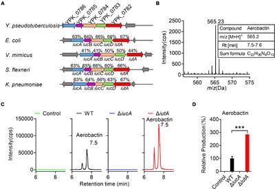 Aerobactin-Mediated Iron Acquisition Enhances Biofilm Formation, Oxidative Stress Resistance, and Virulence of Yersinia pseudotuberculosis